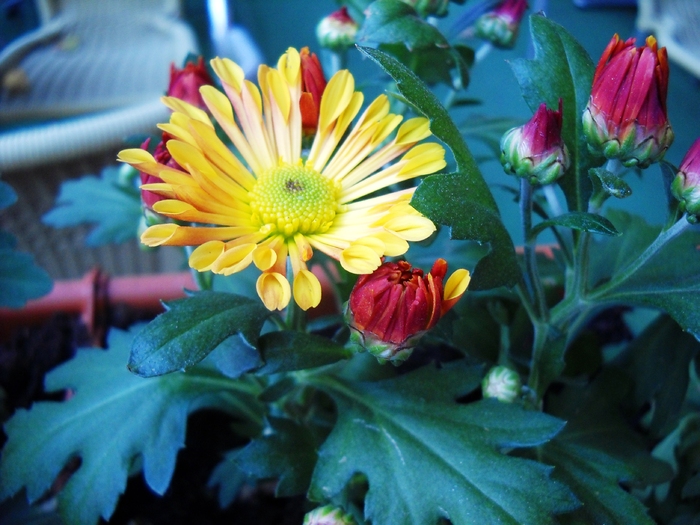 Picture 097 - flori dragute