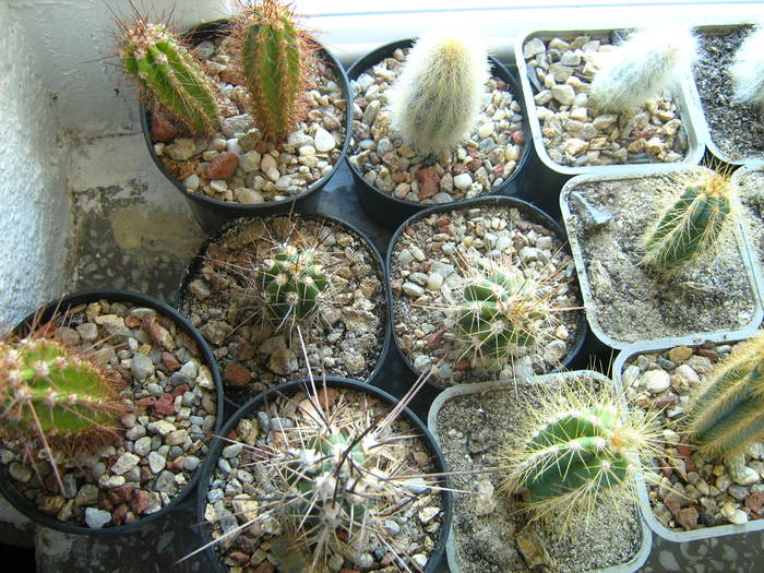 IMG_4484 - Cactusi 1 martie 2009