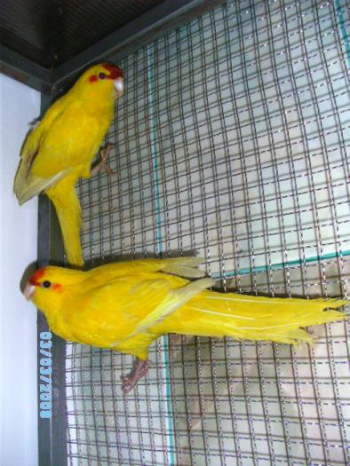 SANY4302 - papagali