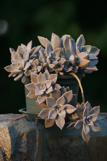 graptopetalum paraguayense