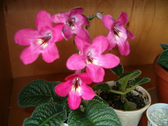 Happy Snapy1-05-09 - Streptocarpus