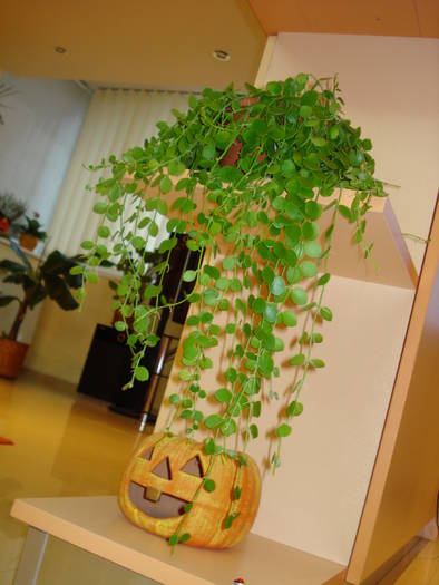 DISCHIDIA