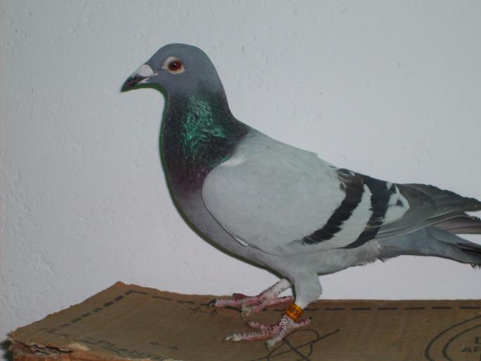 Tenerife 12 aug 2006 Armenime - Tenerife Pearl20