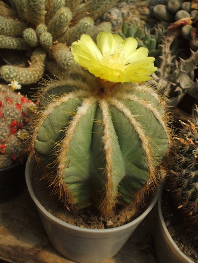 Eriocactus magnificus