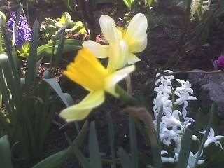 04-04-09_1724 - GRADINA 2009