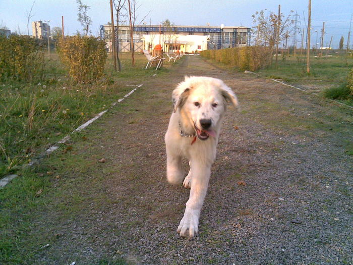 Photo(857) - Ela de Sapte Coline