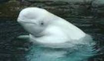 balena alba - oceanul