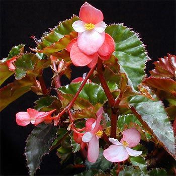 Begonia-richmondensis1 - Begonie