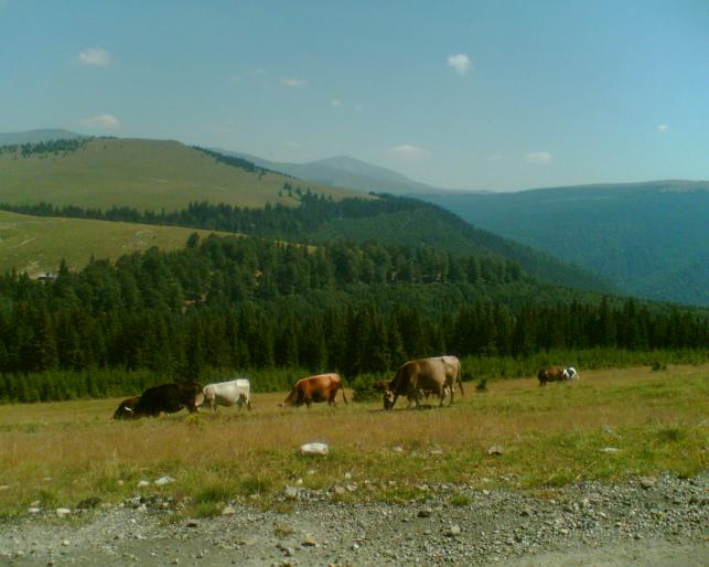 Imag021 - RANCA-vedeta Parangului