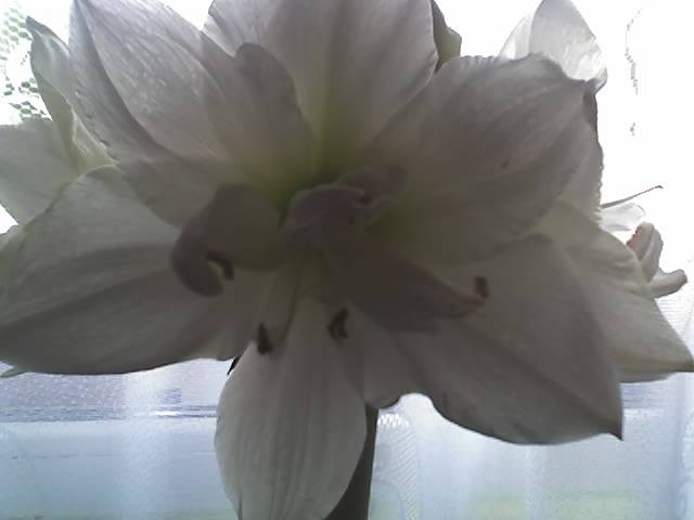 15-03-09_1502 - Flowers