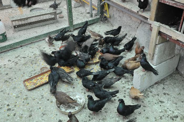 Picture 160 - jucatori de constanta