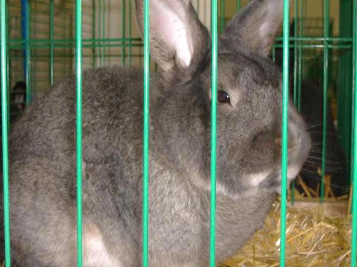 Nitra 06.12.2008 086