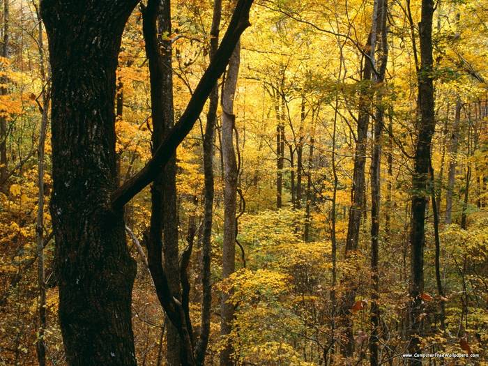 Autumn Forest, Great Smoky Mountains National Park, Tennessee - Very Beautiful Nature Scenes