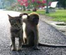 pisica vs maimuta - animale