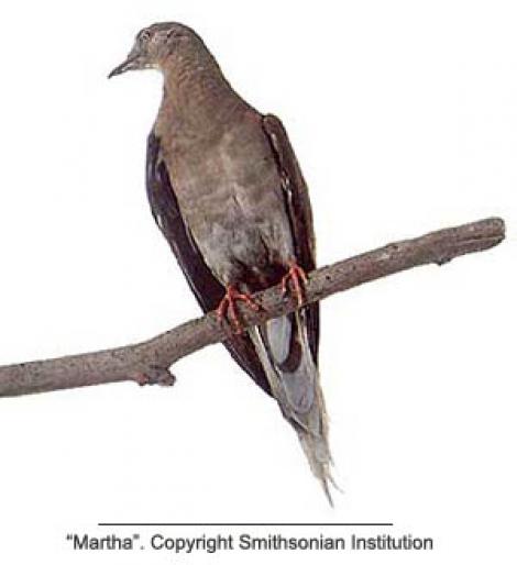 martha - Porumbei salbatici