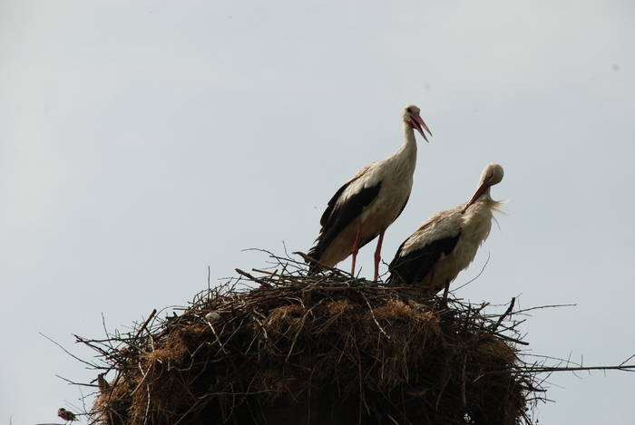  - ANIMALUTE