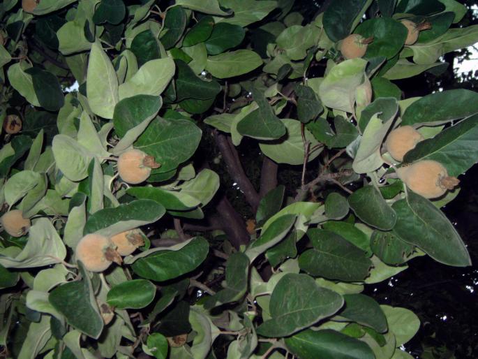 gutui iul.08 - Pomi fructiferi fructe si arbusti
