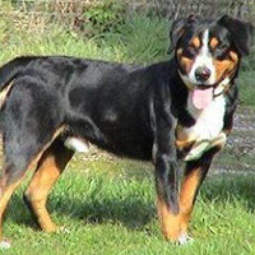 CIOBANESC DE ENTELBUCH - RASE CAINI