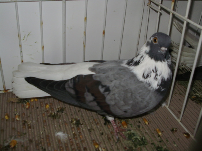 vargat 4