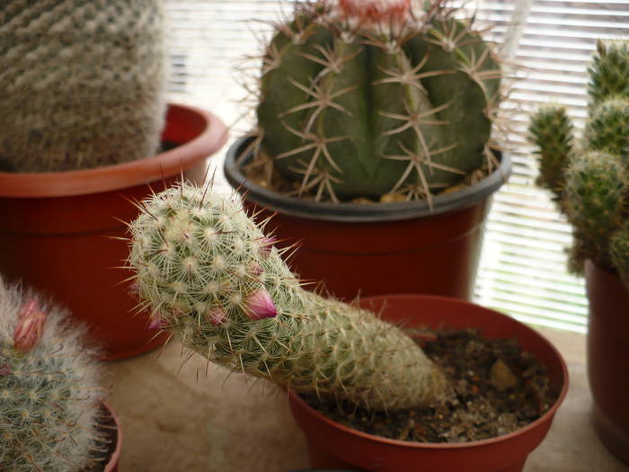 Mamillaria elongata - Cactusi 2009