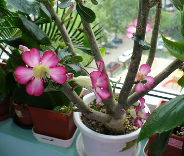 P1120317 - ADENIUM OBESUM