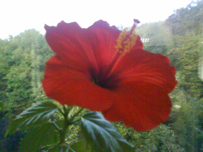 DSC00632 - Hibiscus rosu