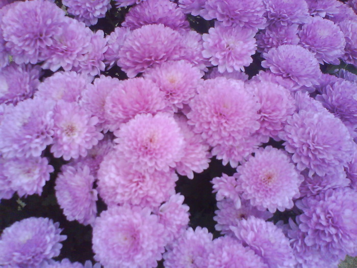 31 - Crizanteme  butasi  DE VANZARE iulie2012