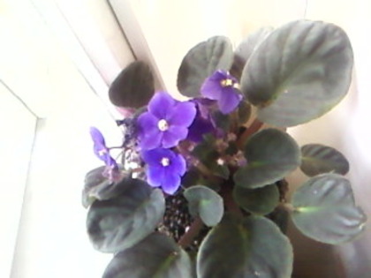violeta mov - diverse flori