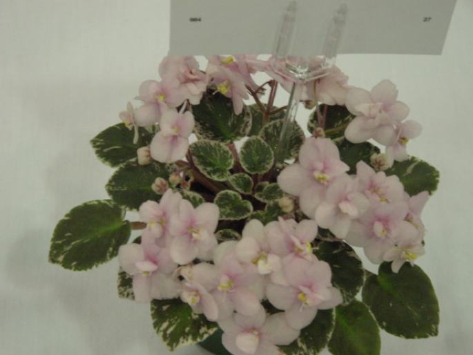 Pink_Dove_2005avsa - violete de pe net 1