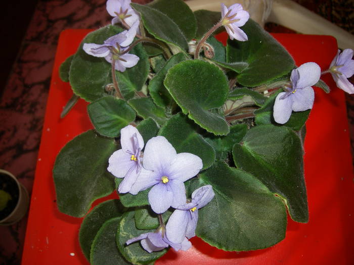 Violete de Parma