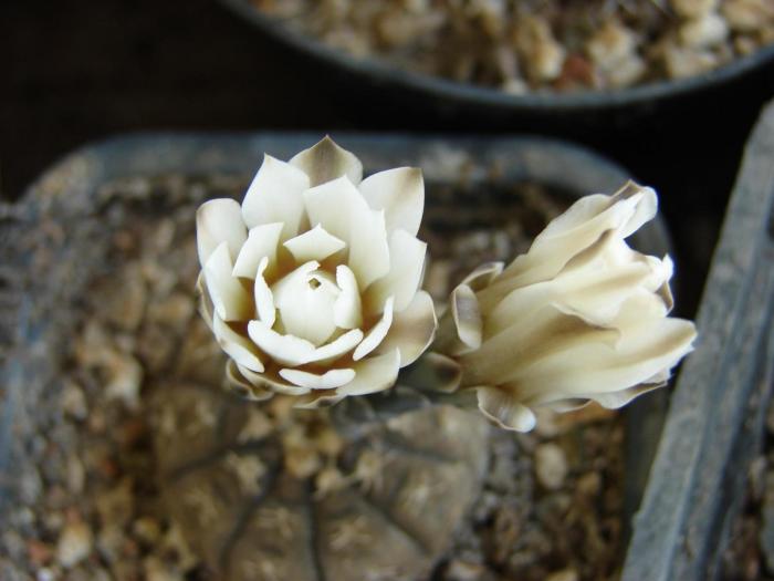 Gymnocalycium ragonesei - Cactusi la Mangalia