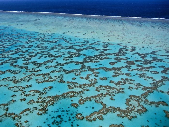 Coral, Near Heron Island, Great Barrier Reef, Queensland, Australia - Wallpapers Premium