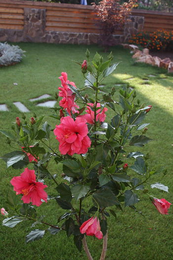 Hibiscus - garden 2009