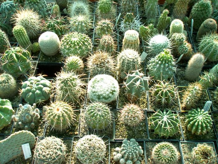 Rajko (5) - Cactusi