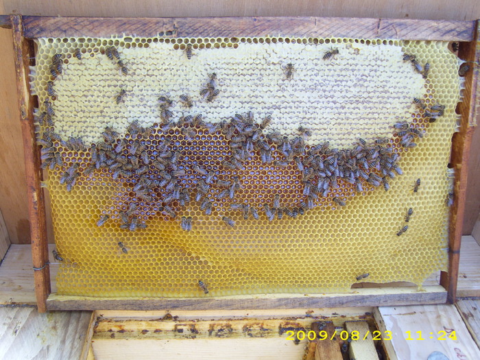 23-08-2009-3 sapt. dupa floarea soarelui - albinele si stupii mei-bees and my hives