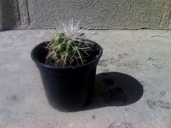 21-09-09_1408 - cactusii mei
