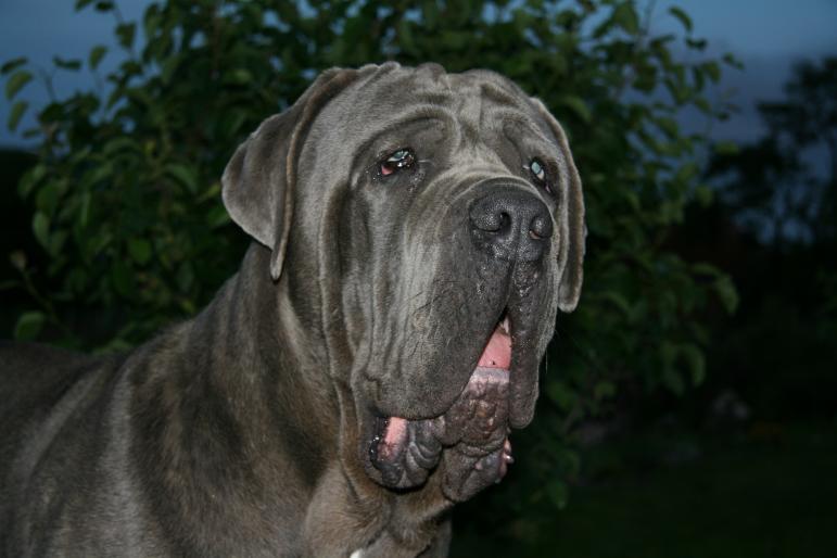 030 - Poze Mastino IN MEMORIAM