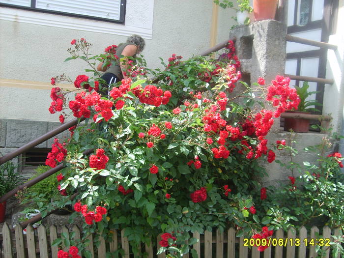 S5005170 - flori din gradina