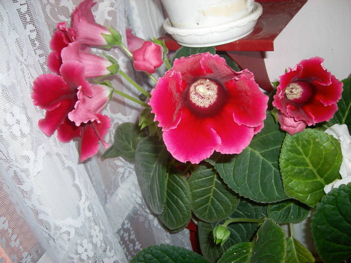 Gloxinie rosu deschis