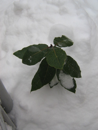 dafin - flori de gradina 2009