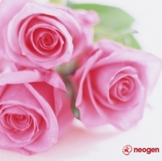 d7439141_0050000836617_00_600 - Trandafiri roz