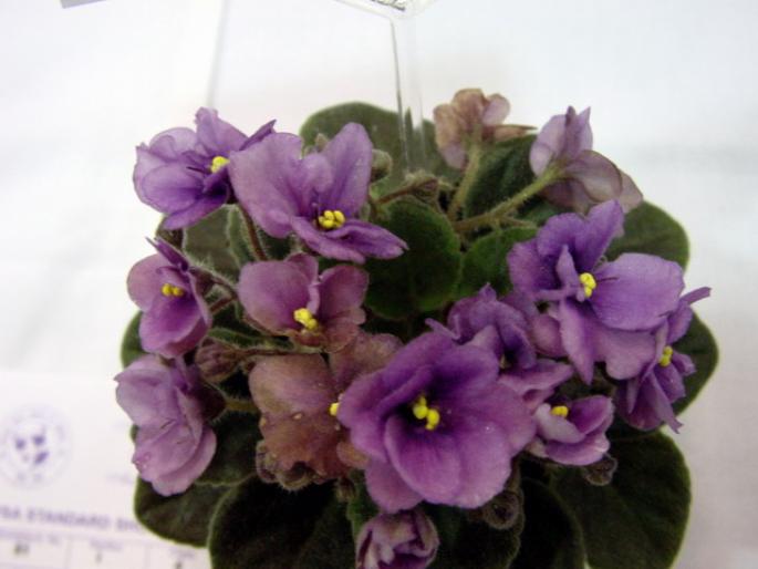 Robs_Fuddy_Duddy_2005avsa - violete de pe net 1