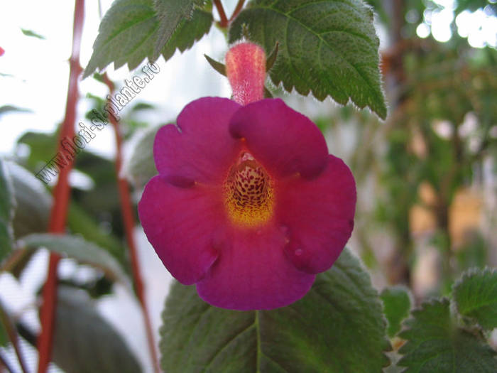 Achimenes Lady Lyttelton 2