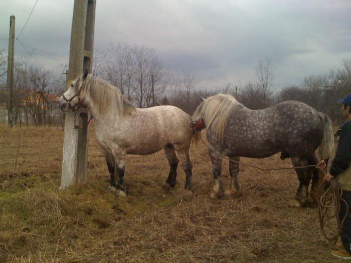 Percheron - Cai de rasa Percheron