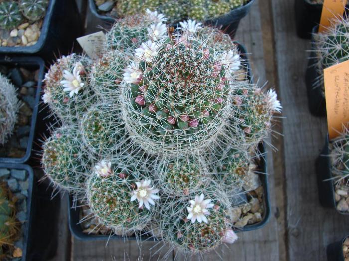 Dolychothele decipiens - Cactusi la Constanta