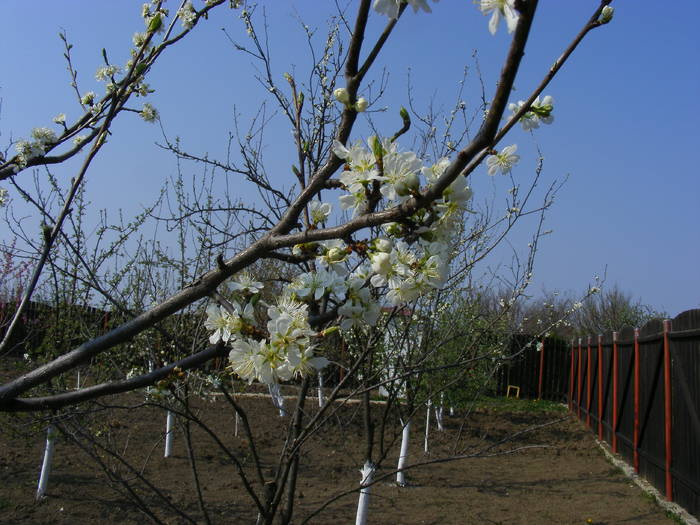 2009_04120091 - Aprilie 2009
