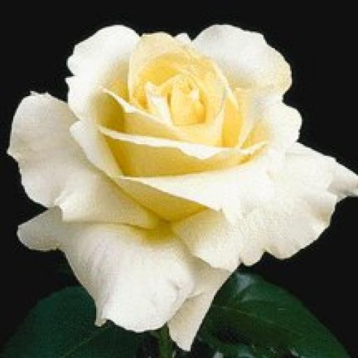 Trandafiri; Trandafiri
