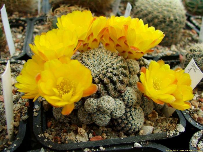sulcorebutia_langeri4