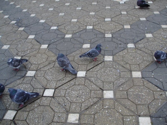 P9040054 - 18g Timisoara