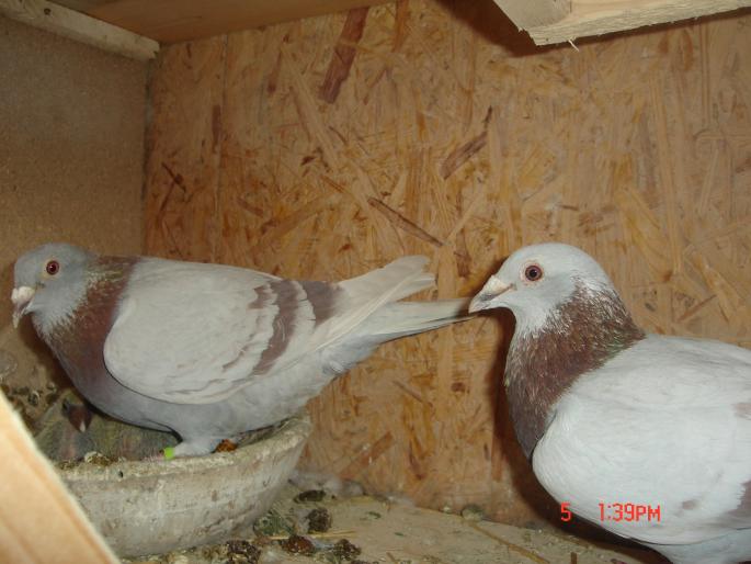 Picture 407 - porumbeii unui prieten